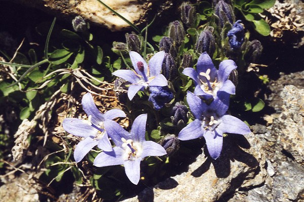 Abris, Bric Froid (Hautes-Alpes), 12 juillet 1998