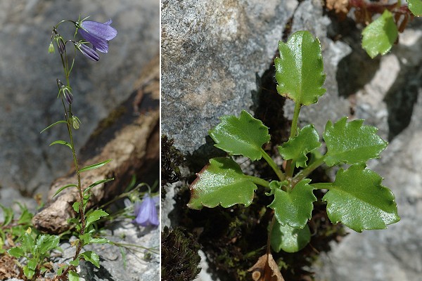 Les Molunes (Jura), 19 juillet 2010