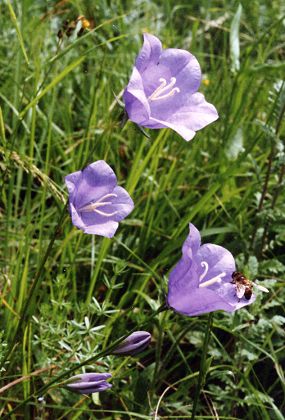Aime (Savoie), 12 juillet 1992