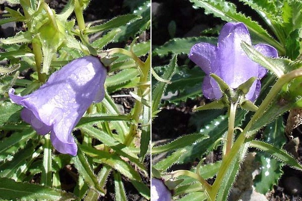 Barèges, jardin botanique du Tourmalet (Hautess-Pyrénées), 22 août 2005