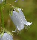Campanule barbue