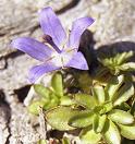 Campanule du Mont Cenis