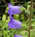 Campanule carillon