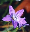 Campanule étalée