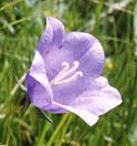 Campanule à feuilles de pêcher