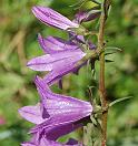 Campanule fausse raiponce