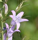 Campanule raiponce