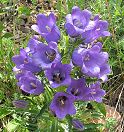 Campanule à belles fleurs