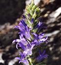 Campanule en épi