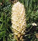 Campanule en thyrse