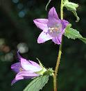 Campanule gantelée