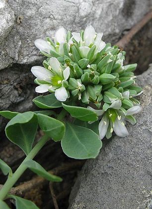 Corneilla-de-Conflent (Pyrénées-Orientales), 9 juin 2009