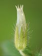 Capsule de Cerastium glomeratum