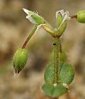 Céraiste à cinq étamines