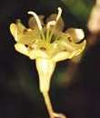 Silène saxifrage