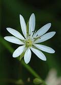 Stellaire graminée
