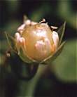 Stellaria holostea, fruit