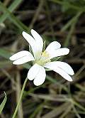 Stellaire holostée
