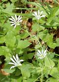 Stellaire des bois