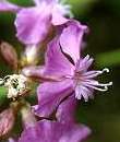 Silene visqueux