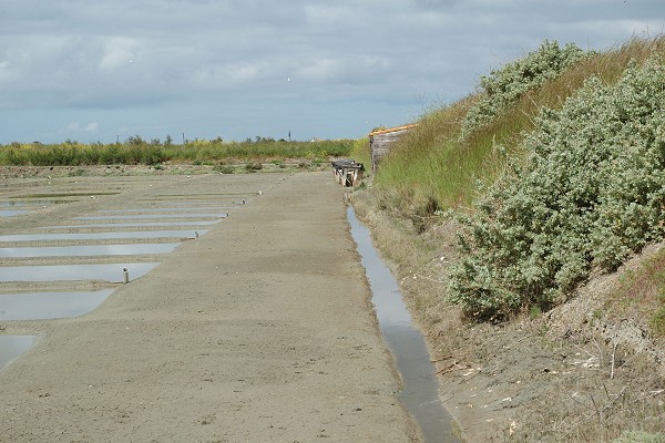 Ile de R (Charente-Maritime), 14 mai 2009
