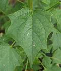 Chénopode hybride