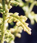 Chénopode à grappes