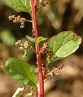 Chénopode à nombreuses graines