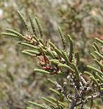 Salicorne ligneuse