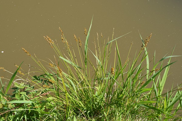 Coiseveaux (Haute-Saône), 18 mai 2020