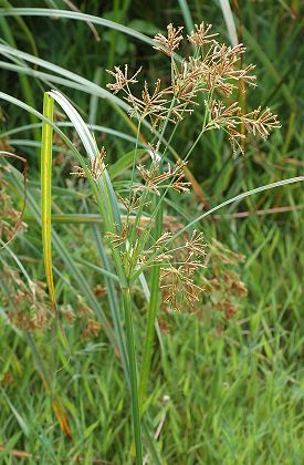 Tonnay-Boutonne (Charente-Maritime), 19 juillet 2007