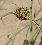 Souchet des dunes