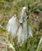 Linaigrette  feuilles troites