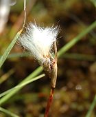 Linaigrette grle