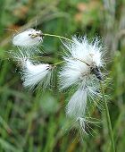 Linaigrette  larges feuilles
