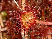 Drosera à feuilles rondes
