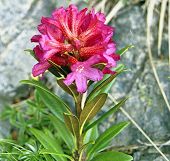 Rhododendron ferrugineux
