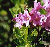 Rhododendron cili