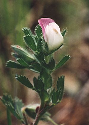 Roccapina (Corse), 1 mai 1995