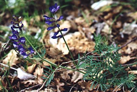 Au-dessus de Flassans (Vaucluse), 30 mai 1998