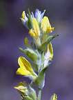 Anthyllide faux cytise