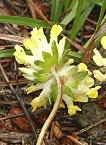 Anthyllide alpestre
