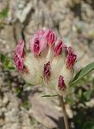 Anthyllide des Pyrénées