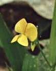 Gesse annuelle