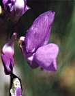 Gesse filiforme