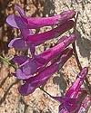 Vesce variable