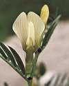 Vesce jaune