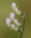 Vesce à petites fleurs