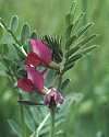 Vesce cultivée