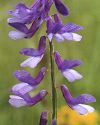 Vesce à folioles étroites